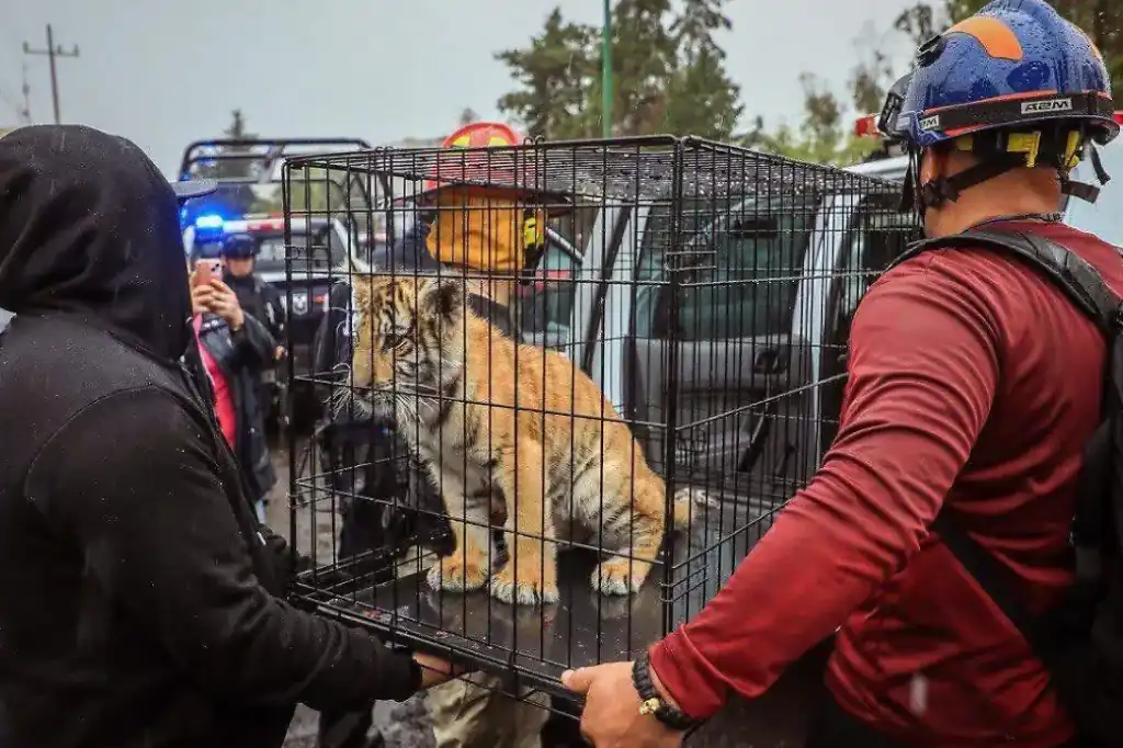 Autoridades rescataron un cachorro de tigre de bengala el pasado miércoles 18 de junio al interior de una taquería ubicada en la colonia Lomas Verdes, en Naucalpan, Estado de México.