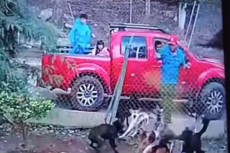 Un estremecedor caso de maltrato animal ha generado gran indignación en Tenancingo, Estado de México, donde un hombre arrojó a un perrito hacia una jauría que lo atacó hasta causarle la muerte.