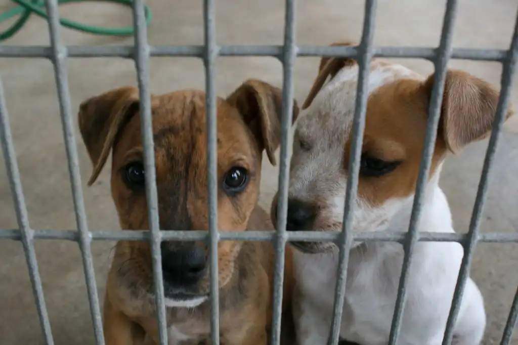 El albergue Pergatuzoo, ubicado en Nicolás Romero, Estado de México, enfrenta una crisis de violencia e intimidación por parte de presuntos miembros del Cártel Jalisco Nueva Generación (CJNG) y elementos de la policía capitalina, denunció su directivo, Miguel Ángel de Jesús Hofweber Vargas.