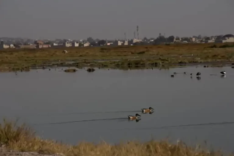Al menos 40 hectáreas del área natural protegida (ANP) del ex lago de Texcoco, en la zona conocida como El Caracol, están siendo invadidas por supuestos sindicatos que construyen viviendas irregulares, lo que pone en riesgo un proyecto estratégico de regulación hídrica para el municipio.