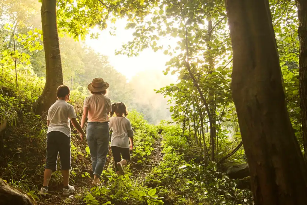 El empresario mexicano Daniel Madariaga Barrilado, especialista en turismo sostenible, green building y movilidad sustentable, compartió cinco consejos sencillos pero efectivos para cuidar los bosques sin salir de casa.