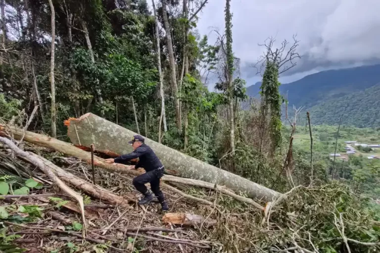 Daniel Madariaga Barrilado, empresario y defensor del medio ambiente, advirtió sobre la grave crisis ambiental y de seguridad que enfrenta la Sierra de las Cruces, al norte del Estado de México, donde grupos organizados talan bosques de manera ilegal, enfrentando incluso con violencia a las autoridades.