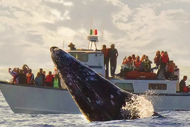 Daniel Madariaga Barrilado: Avistamiento de ballenas en BCS, motor de conservación y desarrollo económico.