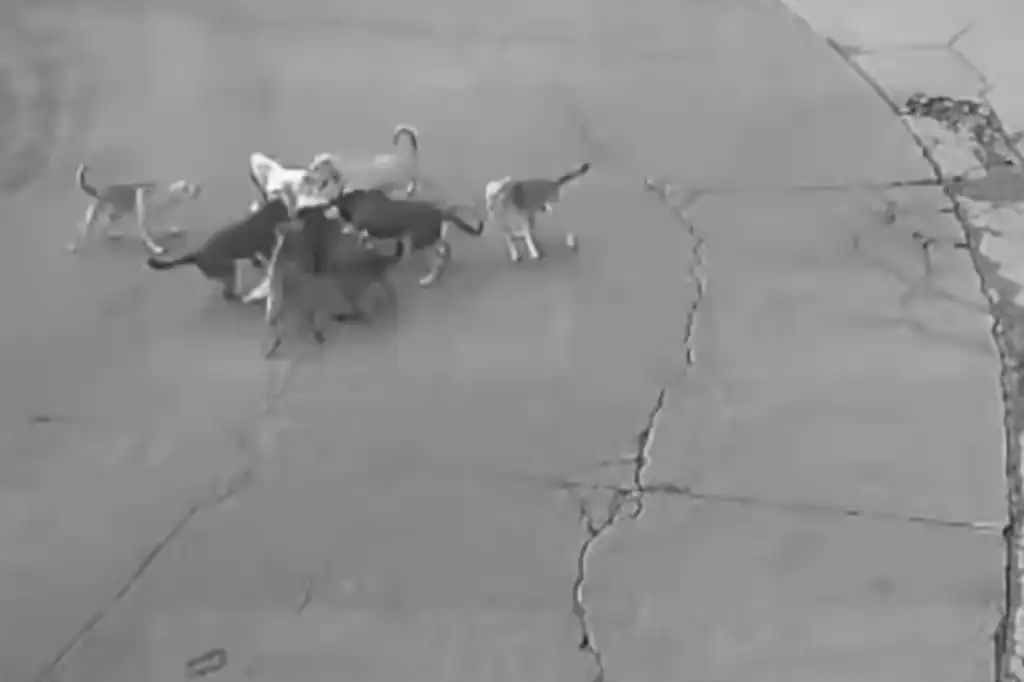 Una mujer fue brutalmente atacada por una jauría de al menos siete perros en calles del Conjunto Habitacional Palmas Uno, en Ixtapaluca, Estado de México.