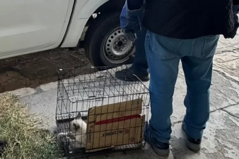 Localizan a gatito golpeado en Ecatepec; carnicero agresor sigue profugo.