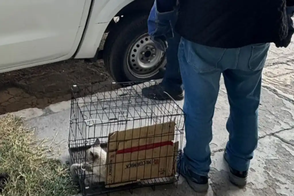 Localizan a gatito golpeado en Ecatepec; carnicero agresor sigue profugo.
