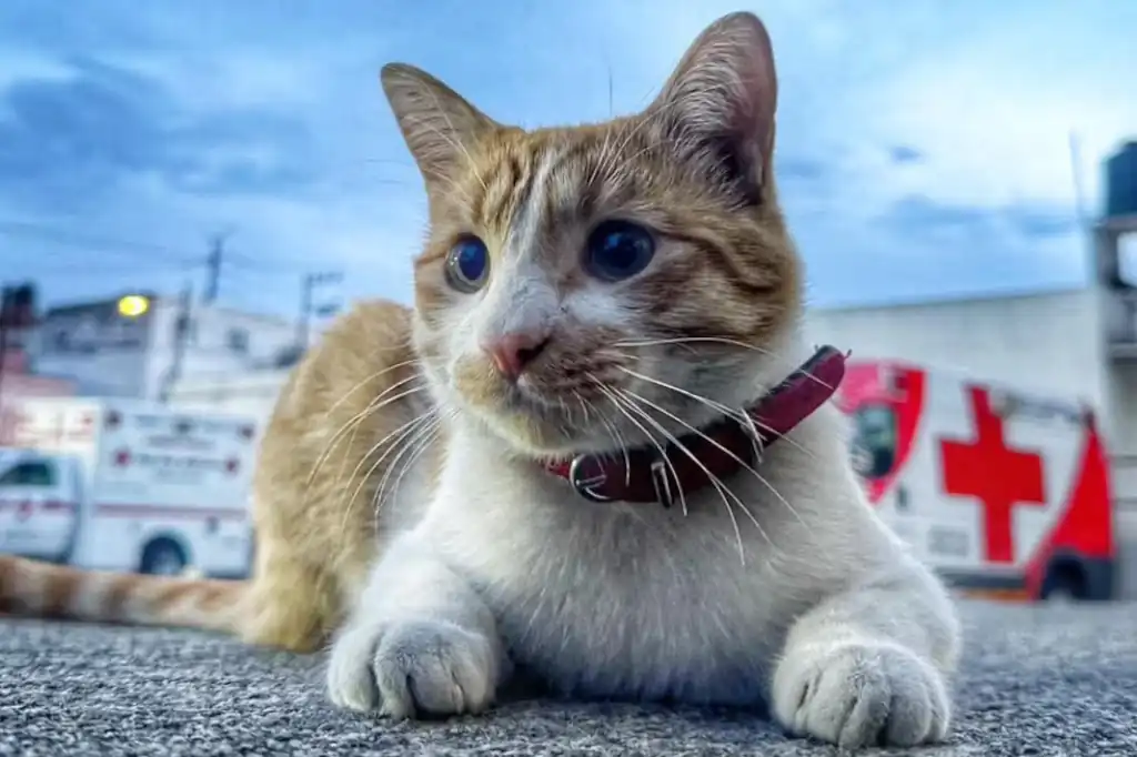 La Delegación Toluca de la Cruz Roja Mexicana informó el fallecimiento de Cruzberto, el gato que en los últimos meses se había convertido en parte esencial de la vida cotidiana dentro de sus instalaciones.