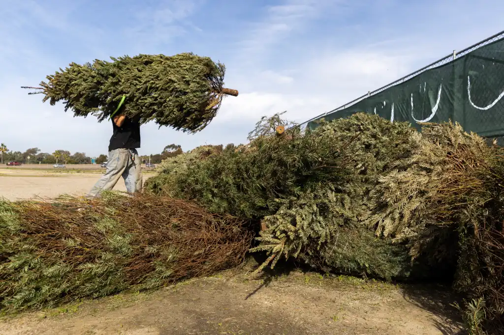 Árboles de Navidad tendrán una segunda vida gracias a programa de reciclaje en Edomex.