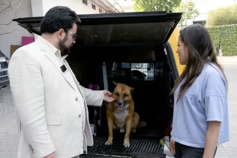 Vecinos de la colonia San Lorenzo Totolinga, en Naucalpan, Estado de México, expresaron su indignación luego de que un hombre arrojara de manera intencional por unas escaleras a un perro de aproximadamente 15 años de edad, conocido como “Lobito”.