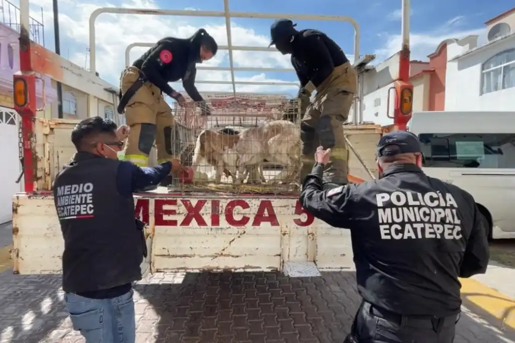 Rescatan a más de 700 animales en condiciones de maltrato en Ecatepec