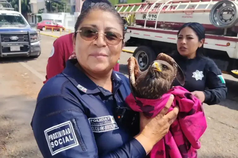 Rescatan a águila lesionada en Ecatepec