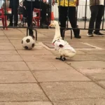 Pato Merlín conquista el Gol Fest en Naucalpan y prepara el registro de su imagen ante el IMPI