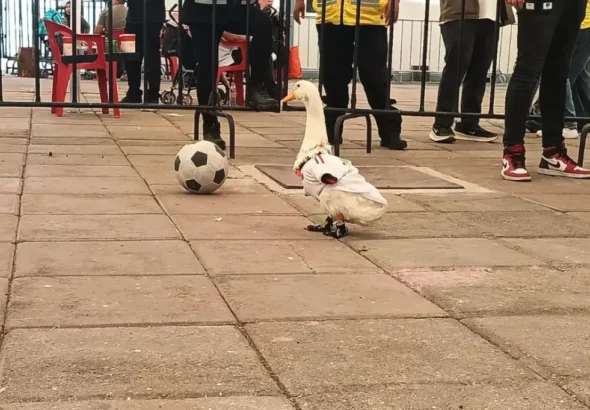 Pato Merlín conquista el Gol Fest en Naucalpan y prepara el registro de su imagen ante el IMPI