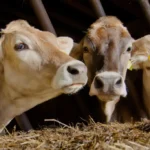 Daniel Madariaga destaca modelos agroalimentarios para reducir emisiones