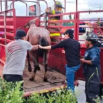 Rescatan a yegua maltratada en Tultitlán y detienen a su presunto agresor