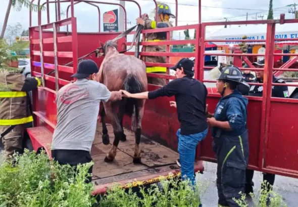 Rescatan a yegua maltratada en Tultitlán y detienen a su presunto agresor