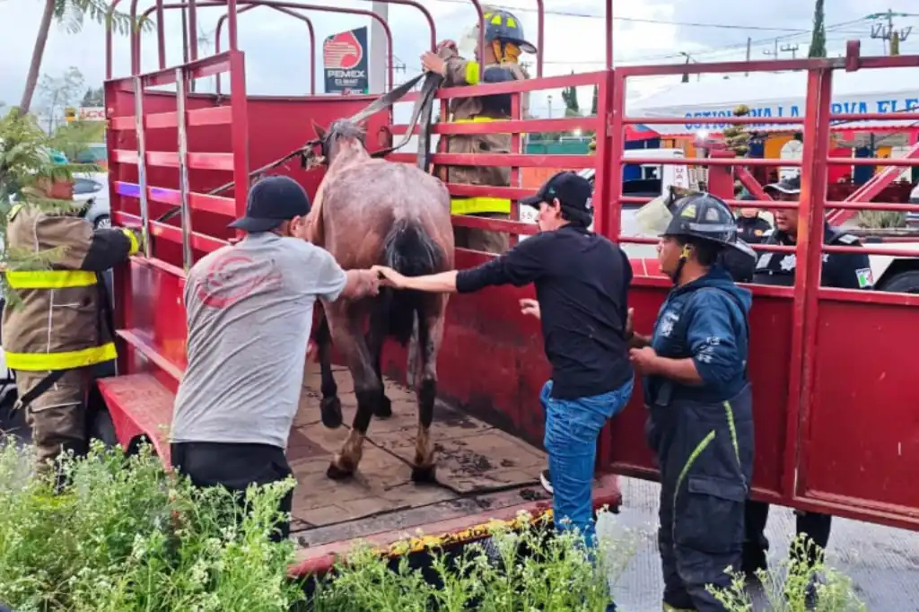 Rescatan a yegua maltratada en Tultitlán y detienen a su presunto agresor