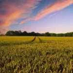 Daniel Madariaga Barrilado destaca el potencial empresarial de la agricultura regenerativa